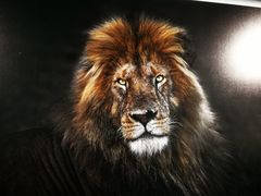 -罗红摄影艺术馆