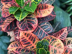 -北京植物园-展览温室