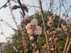 -苏州太湖国家湿地公园