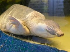 -上海大自然野生昆虫馆(东方明珠·爬宠昆虫探索中心)