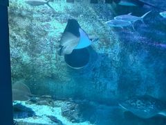 -大连圣亚海洋世界