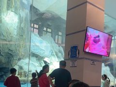 -帝企鹅自助餐厅•儿童岛•真企鹅(长隆企鹅酒店)