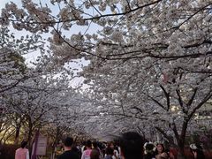 -高东镇樱花园