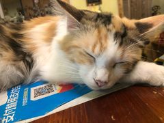-猫色咖啡·猫咖