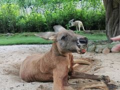-泉州海丝野生动物世界