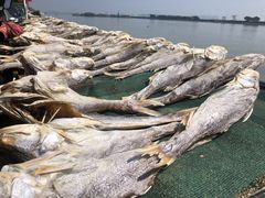 -大湾区中央湿地公园