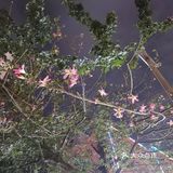 美丽的北海,让人流连忘返