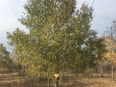 -亿利库布其七星湖沙漠生态旅游区
