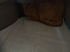 -瑞鹏宠物医院·夜间急症·心超·猫科(祖庙分店)