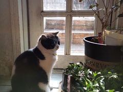 -海边的猫和咖啡馆