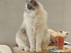 -藏猫猫咖啡主题馆(中央大道店)