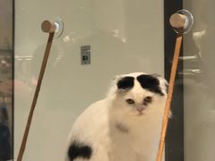 -momokira米努特·德文卷毛猫·棉花面纱犬
