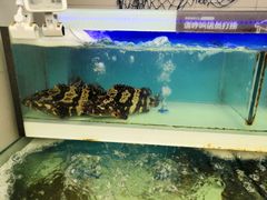 -盒马鲜生(大成店)