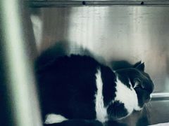 -艾吉宠物医院·疑难杂症转诊中心·猫友好(碧江路院)