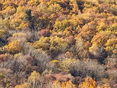 -五营红松林海景区