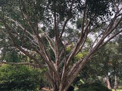 -中国科学院西双版纳热带植物园