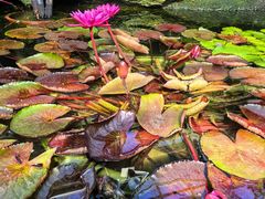 -国家植物园南园