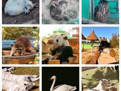 -西霞口神雕山野生动物世界