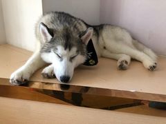 -Husky Go! 哈士奇体验馆·宠物咖啡厅狗咖