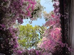 -深圳国际园林花卉博览园