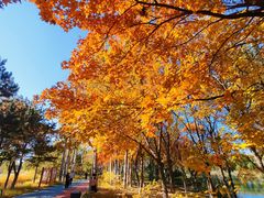 -大兴滨河森林公园