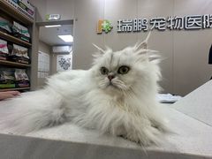 -瑞鹏宠物医院·骨外科·心肾科·肿瘤科(九亭店)