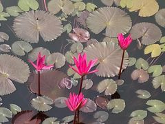 -国家植物园南园