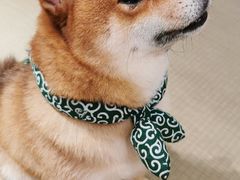 -逗柴咖啡屋·狗咖猫咖宠物桌游