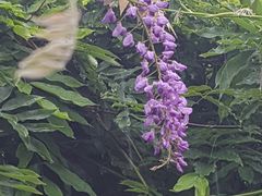 -嘉定紫藤园