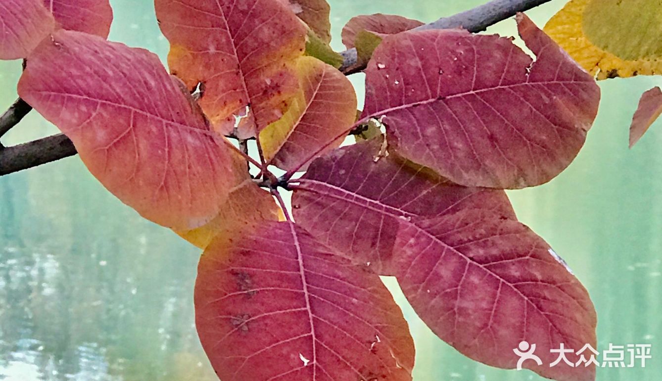 红叶🍁