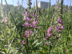 -鸿喜足健康足道采耳艾灸(南纬路店)