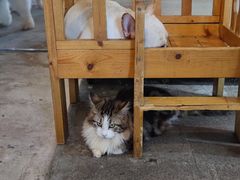 -more than meow吴止猫主题餐厅(承德 中船汇店)
