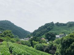 -龙井村