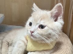 -屋虎猫馆(宝安大仟里店)