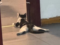 -小伙伴宠物医院•急重症转诊中心·老年专科·犬猫全科(北大街总院)