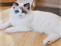 -滚猫咖啡·猫咖·猫友好撸猫(未来城店)
