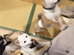 -柴犬小屋·柴餐厅·狗咖食堂(金鼎广场店)