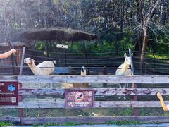 -沈阳森林动物园