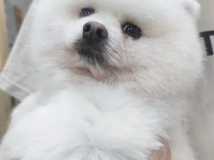 -仁华宠物医院(青羊店)