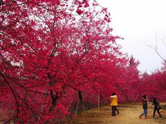 -天适樱花悠乐园