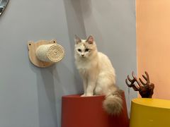 -BABIT巴比特宠物(MOMOPARK店)