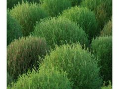 -花开海上生态园