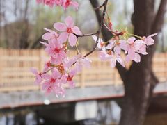 -顾村公园