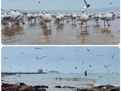 -栈桥海水浴场