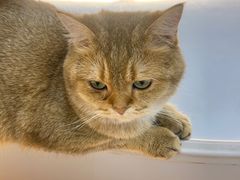 -COLOR PETS 撸猫馆·购猫·猫咖(长风大悦城店)