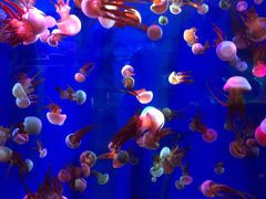 -成都浩海立方海洋公园