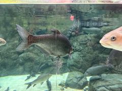 -上海海洋水族馆