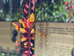 -中国科学院华南植物园