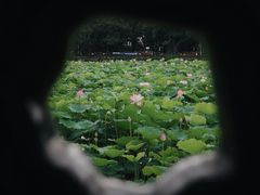 -荔湾湖公园