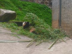 -都江堰中华大熊猫苑